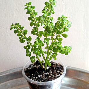 Pilea microphylla