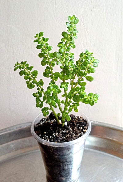 Pilea microphylla