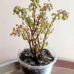 Pilea nipensis