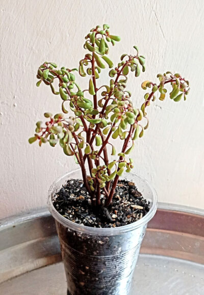 Pilea nipensis