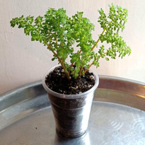 Pilea microphylla