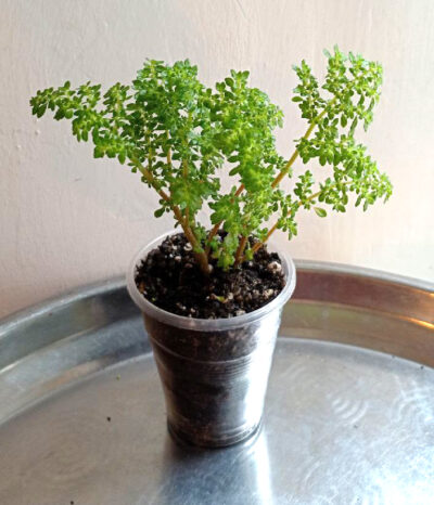Pilea microphylla
