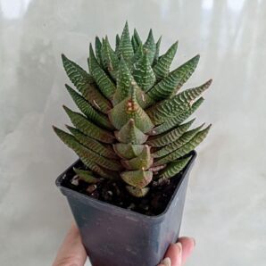 Haworthia limifolia 'Nikola'