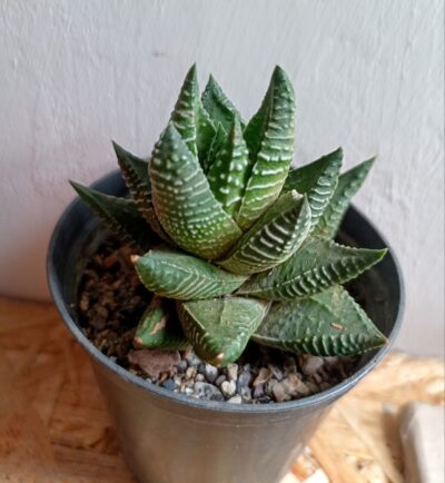 Haworthia limifolia 'Nikola'