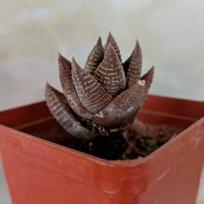 Haworthia limifolia 'Nikola'
