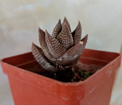 Haworthia limifolia 'Nikola'