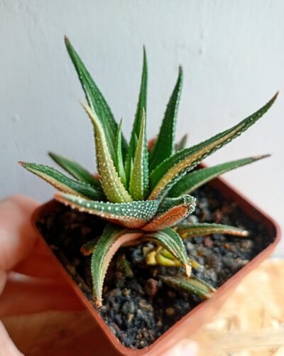 Haworthia attenuata f. variegata
