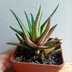 Haworthia attenuata f. variegata