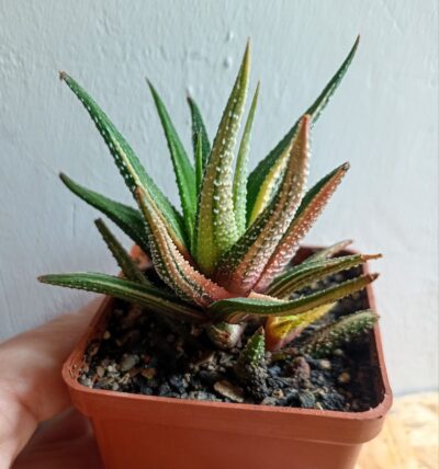 Haworthia attenuata f. variegata