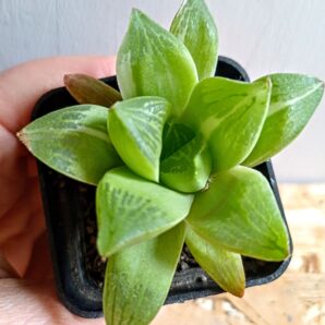 Haworthia retusa f. variegata