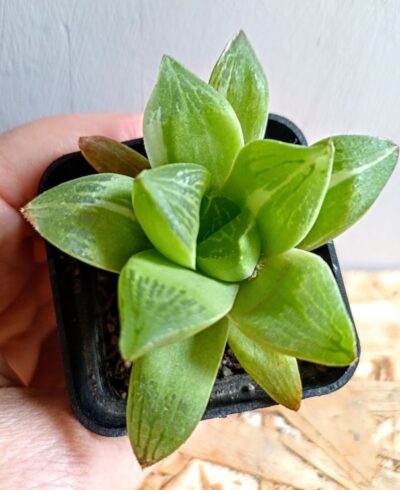 Haworthia retusa f. variegata