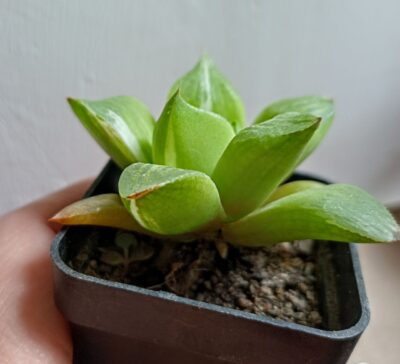 Haworthia retusa f. variegata