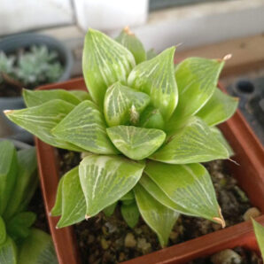 Haworthia retusa f. variegata