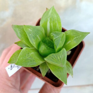 Haworthia retusa f. variegata
