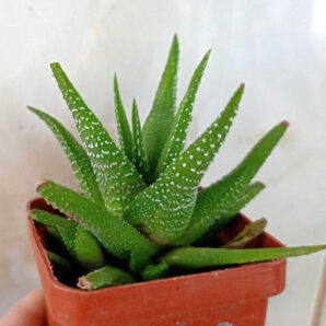 Haworthia attenuata