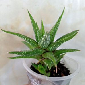 Haworthia attenuata