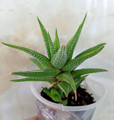 Haworthia attenuata