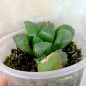 Haworthia retusa