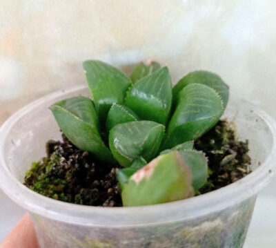Haworthia retusa