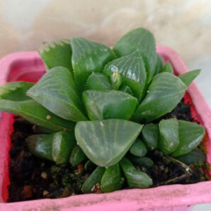 Haworthia retusa