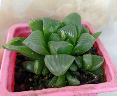 Haworthia retusa