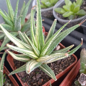 Haworthia attenuata f. variegata