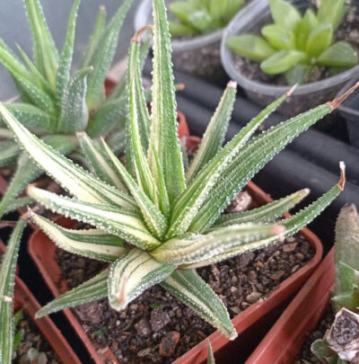 Haworthia attenuata f. variegata