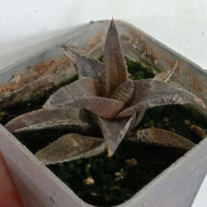Haworthia scabra