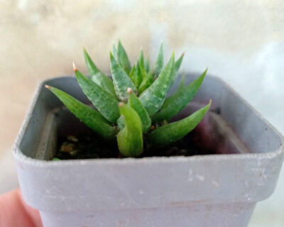 Haworthia hybr. glauca х coarctata