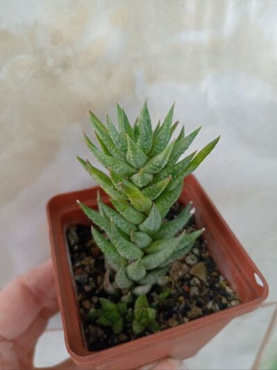 Haworthia hybr. glauca х coarctata
