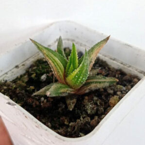 Haworthia attenuata f. variegata