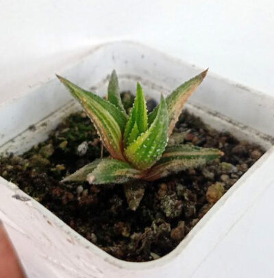 Haworthia attenuata f. variegata