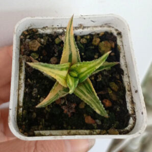Haworthia attenuata f. variegata