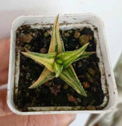 Haworthia attenuata f. variegata