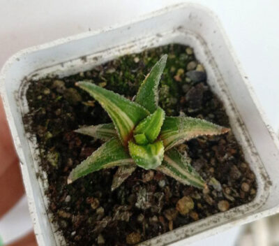 Haworthia attenuata f. variegata