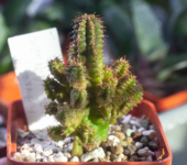 Карликова монстрозна форма Euphorbia fruticosa - ‘Pitica’
