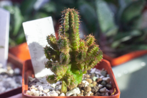 Euphorbia ‘Pitica’ — нова карликова мутація фрутікози