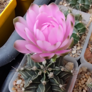 Gymnocalycium Friedrichii