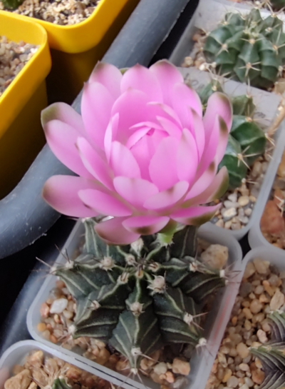 Gymnocalycium Friedrichii