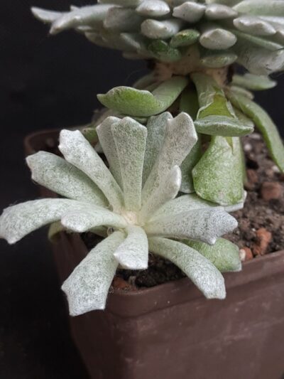 Senecio scaposus addoensis cristata - Зображення 2