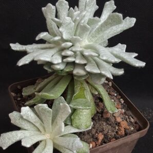 Senecio scaposus addoensis cristata