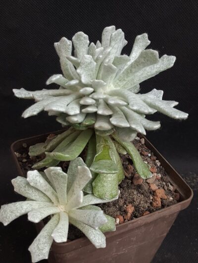Senecio scaposus addoensis cristata