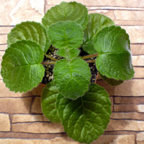 Sinningia conspicua