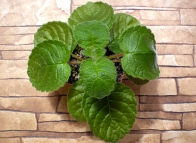 Sinningia conspicua