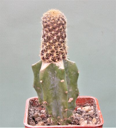 sulcorebutia-breviflora-1 - Зображення 2