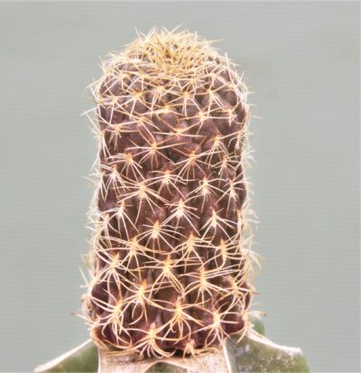 sulcorebutia-breviflora-1