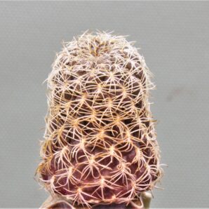sulcorebutia-breviflora-2