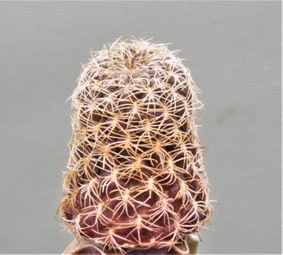 sulcorebutia-breviflora-2