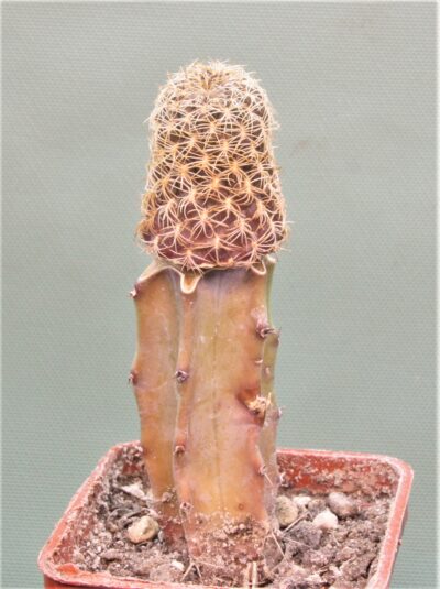 sulcorebutia-breviflora-2 - Зображення 2
