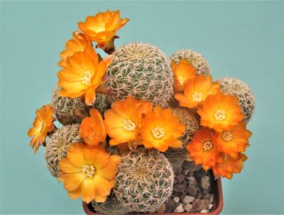 sulcorebutia-breviflora-1 - Зображення 3